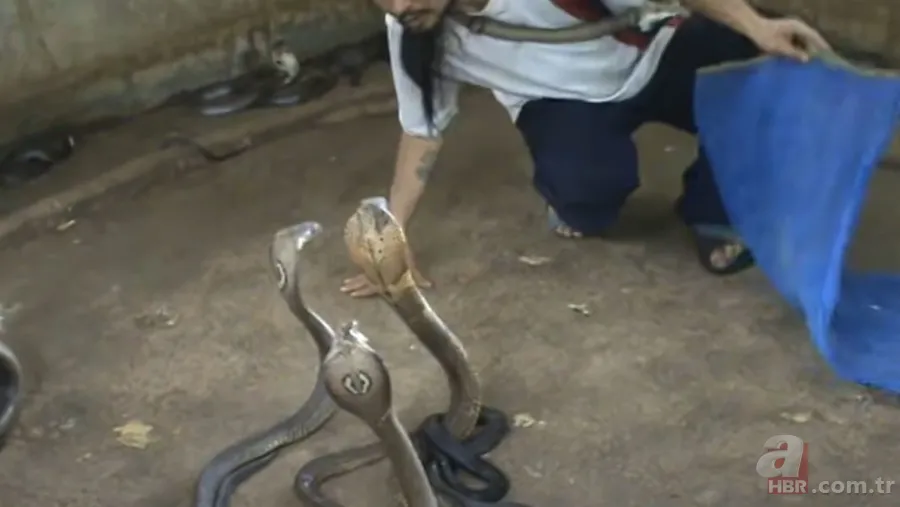 Yılan gösterisi için kobra seçen adam rahatlığıyla hayretler içinde bıraktı! 9