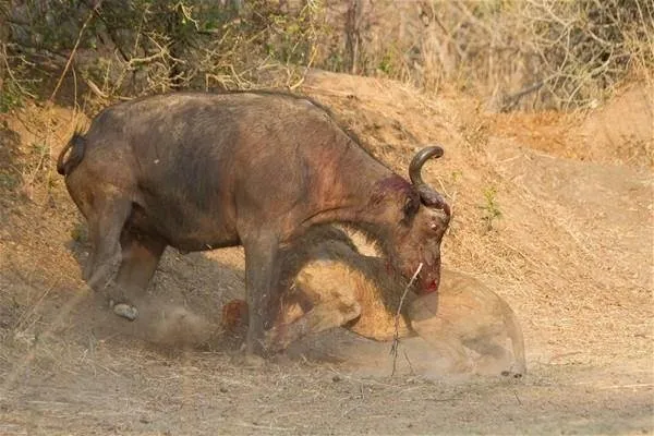 Sırtlanların arasında tek başına kalan aslanın mucize kurtuluşu! Son anda öyle şeyler oldu ki...