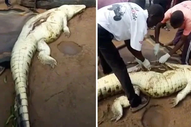 Akıllara durgunluk veren olay! Timsahın karnından çıkanlar Åok etti