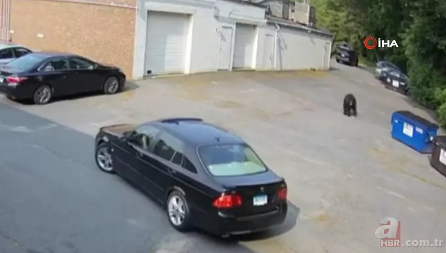 Bahçesine girip erik ağacına çıktı! Hemen telefona sarıldı 8