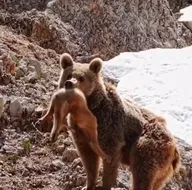 Yavru dağ keçisini avladı! Annesi...