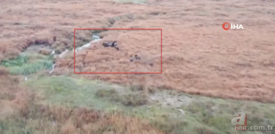 Arazide dolaşan vatandaş şoke oldu: Daha önce bu kadar kalabalık görüntülenmemişti 4