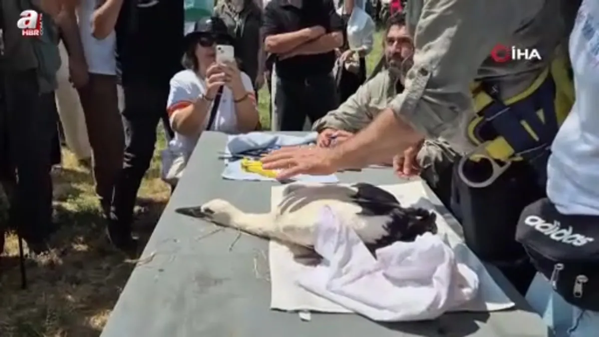 Tekirdağ'da şah kartalları ve leylekler halkalanıyor