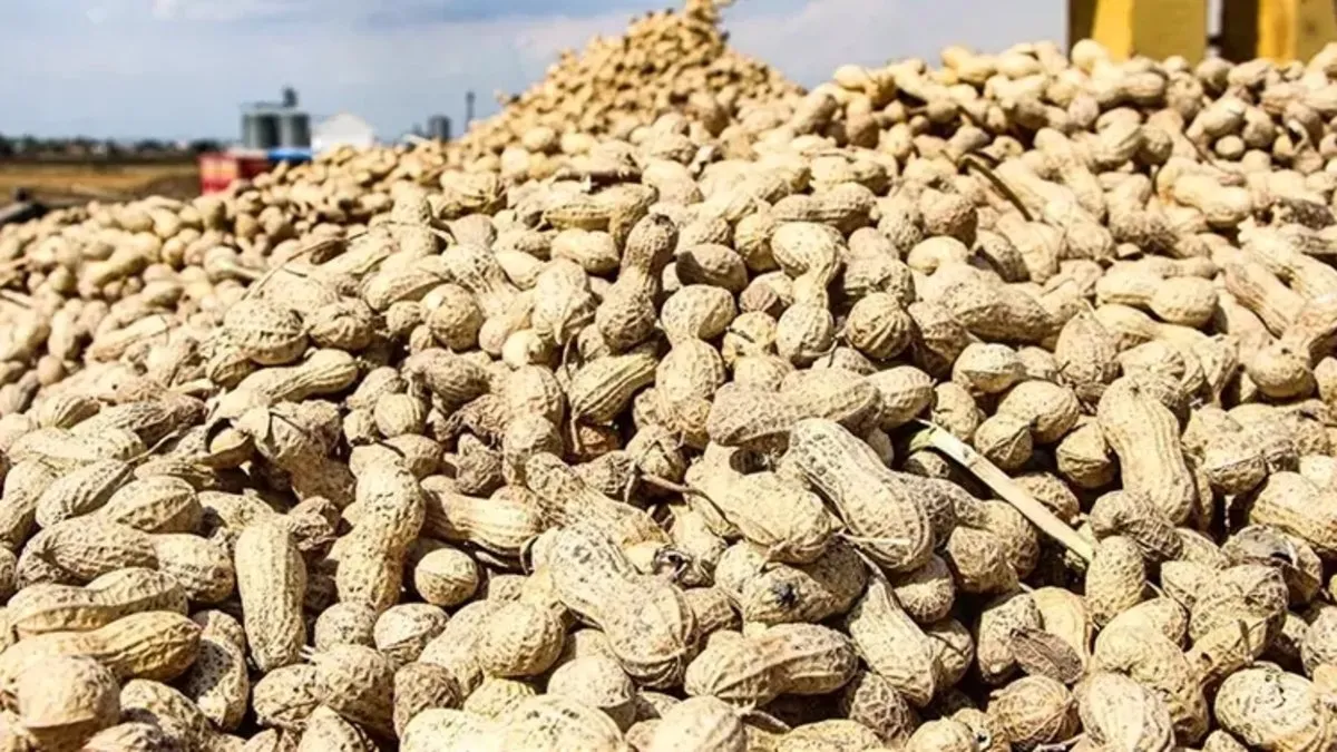 Yer fıstığının kilo fiyatı 50 TL'ye düştü