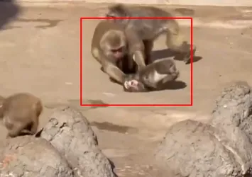 Punch yine saldırıya uğradı