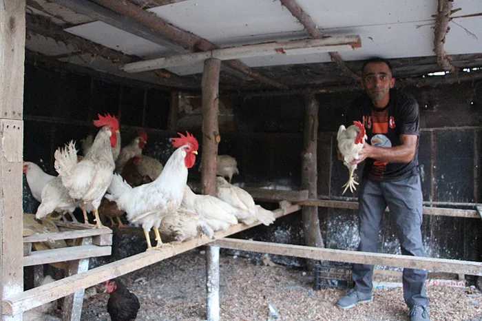 1717483342435.jpg Hatay'da sokak köpeği dehşeti! Kümeste onlarca tavuk ve horozu telef ettiler! Gözyaşlarıyla anlattı... - 3
