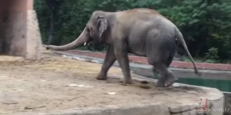 Partnerini kaybetmişti! Dünyanın en yalnız fili "Kaavan"... 1