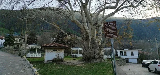 Osmanlı’dan günümüze 700 yıllık tarih! Çınar ağacı zaman meydan okuyor