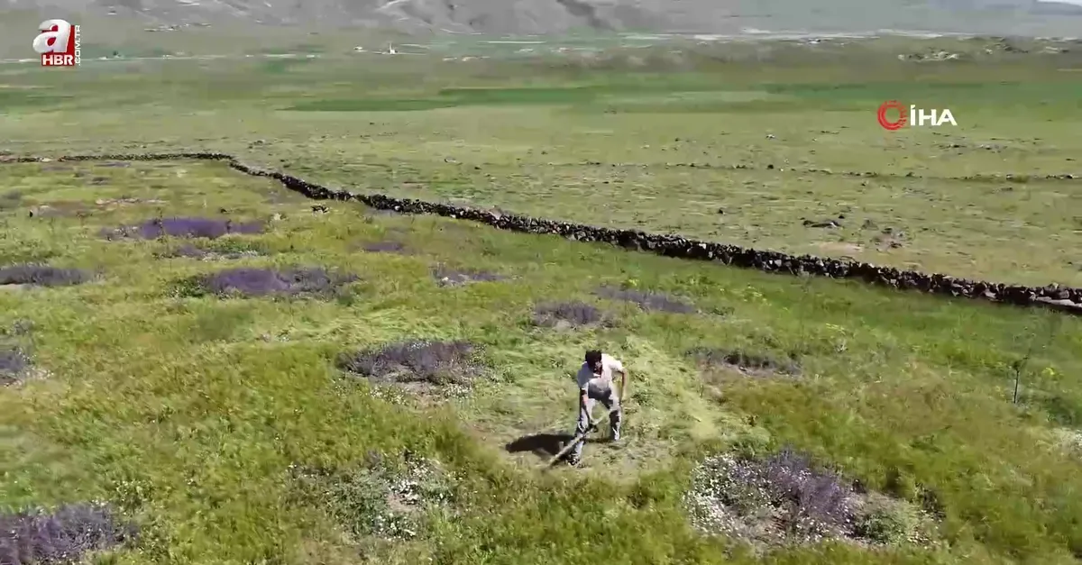 Iğdır’da çorak arazi yeşeriyor