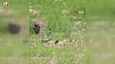 Odun almaya gidince karşılaştı! Dev yılan...