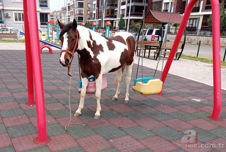 Kimse nasıl olduğunu anlayamadı! Çocuk parkına giren at salıncağa dolandı