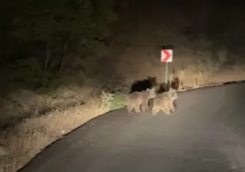 Erzincan'da iki yavru ayı yola indi