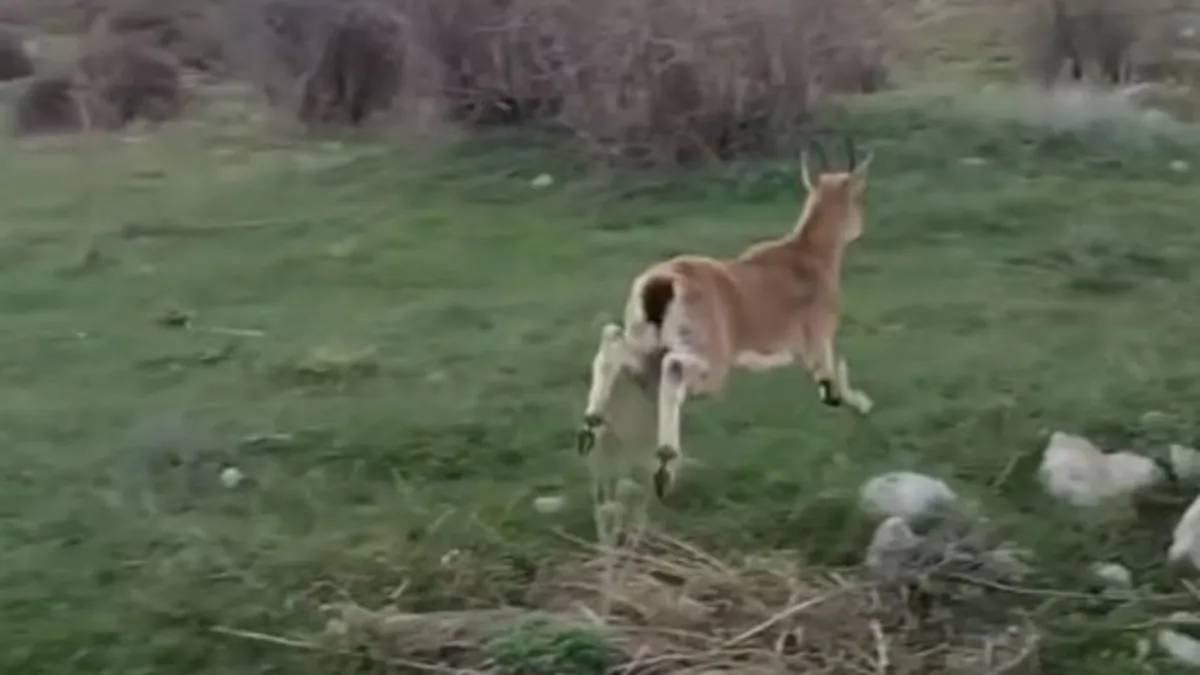 Gümüşhane'de baygın bulunan yaban keçisi kalp masajıyla hayata döndürüldü