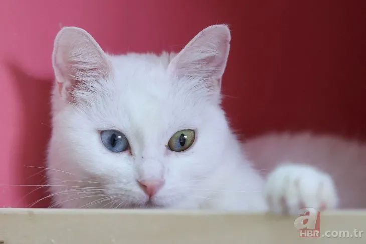 Van kedileri nasıl ayırt edilir? Uzman isimden flaş açıklama