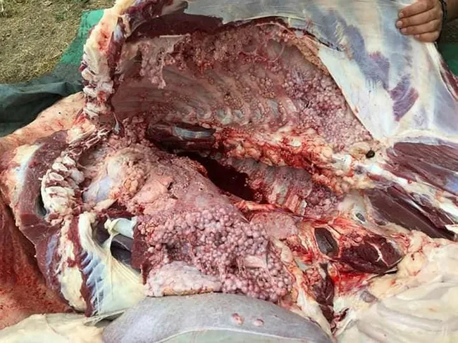 Tokat'ta kurbanlıklarda bulaşıcı hastalık tespit edildi - 1