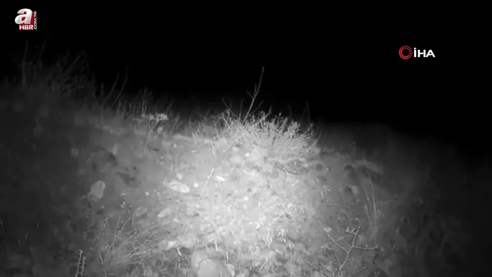 Ormanın hayaleti vaşak fotokapana yakalandı