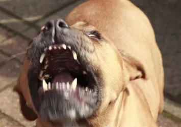 Hindistan'da köpek saldırısında 6 çocuk öldü