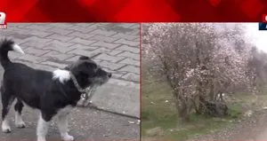 Ankara’da köpek katliamı!