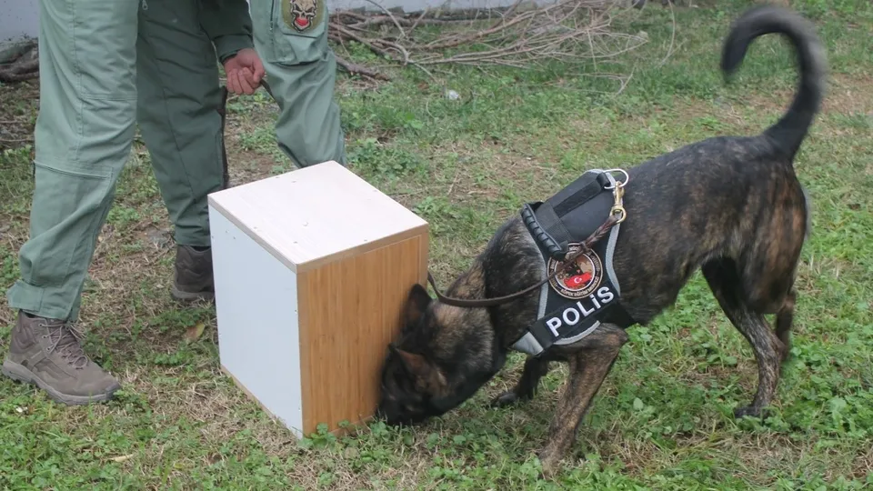 Cemal Kaşıkçı bu köpekle arandı