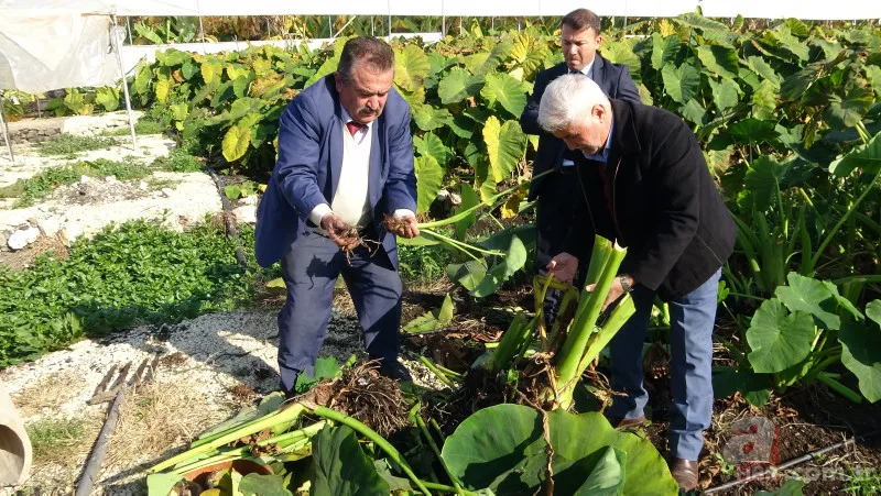Dönümde 100 bin liraya kadar gelir sağlıyor! Uzakdoğu yemekleri sunan restoranlardan talep var 12