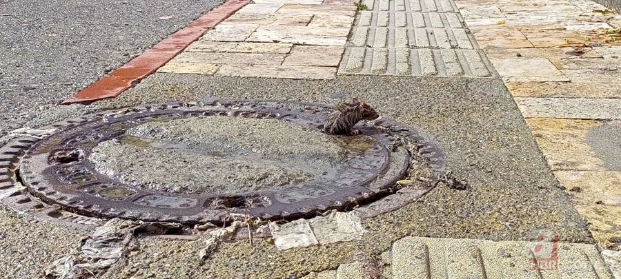 Fazla kilosu başına dert oldu! Yardıma giden esnaflar da kurtaramadı 5