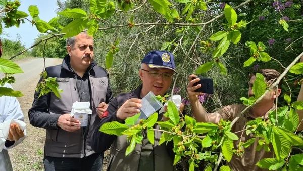 1684498166518.jpg Zonguldak’ta “katil arı” alarmı! Ekipler biyolojik mücadele başlattı - 5