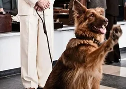 Almanya’da köpek sahiplerinden 429,7 milyon euro vergi: Mainz’da yıllık 186 euro, bazı ırklarda 1.660 euro