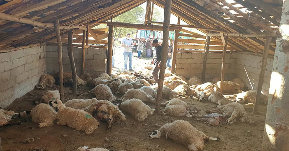 Ayılar onlarcasını telef etti