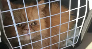 Gupse Özay kedi sahiplendi