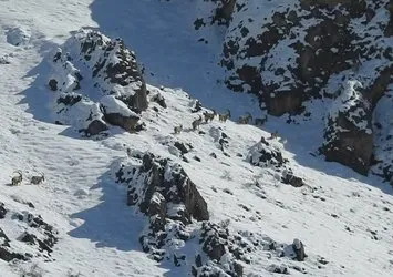 Sürü halinde ortaya çıktılar! İşte göç yolundaki yaban keçileri