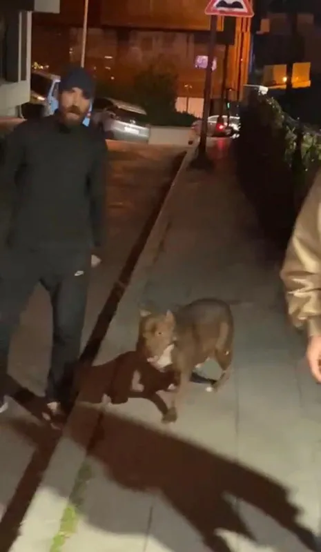 istanbulda-dehset-anlari-tartistigi-adama-pitbull-cinsi-kopegini-saldirtti-1704278072281.jpg İstanbul'da dehşet anları! Tartıştığı adama pitbull cinsi köpeğini saldırttı - 2
