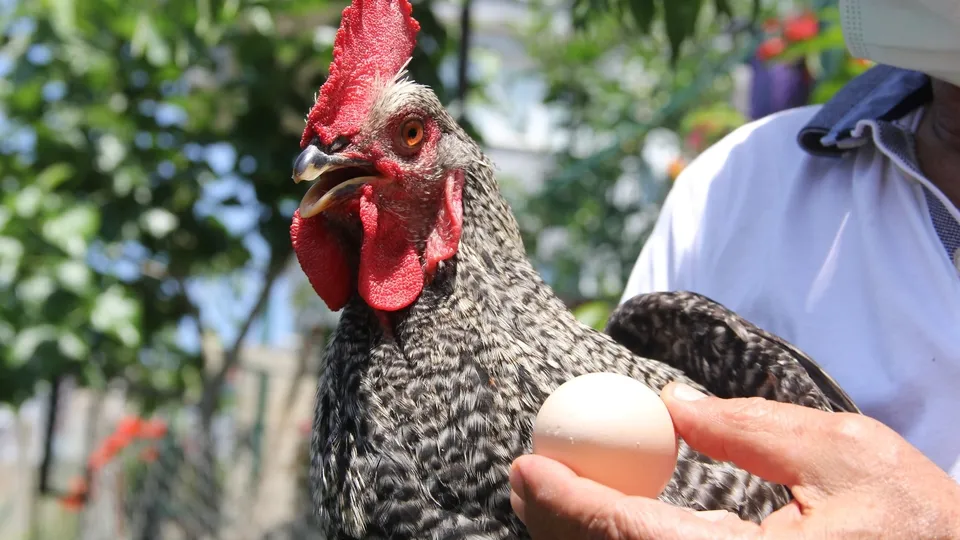 Horoz gibi ötüyor tavuk gibi yumurtluyor! Akıllara durgunluk veren olay
