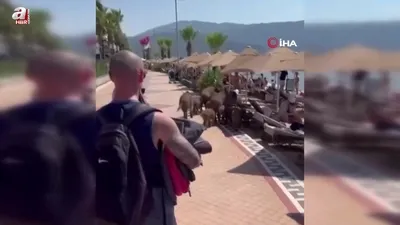 Marmaris’te yaban domuzları sahile indi