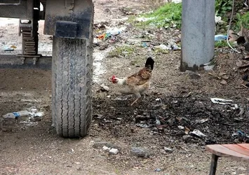 Bursa’da kuş gribi alarmı