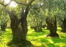 Algı operasyonuna cevap! Zeytin ağaçları ne olacak?