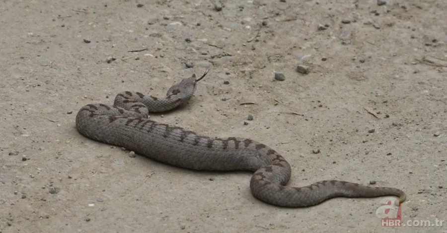 Bu yılanı görünce arkanıza bakmadan kaçın! Muş, Hakkari, Bingöl, Diyarbakır, Malatya… Türkiye’nin dört bir yanında görüldü! Tek ısırığıyla… 4