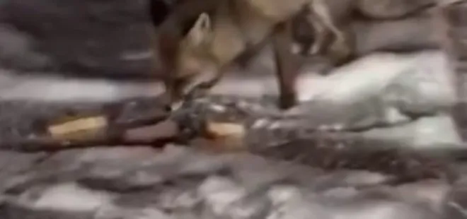 Aç kalan tilkiyi elleriyle besledi