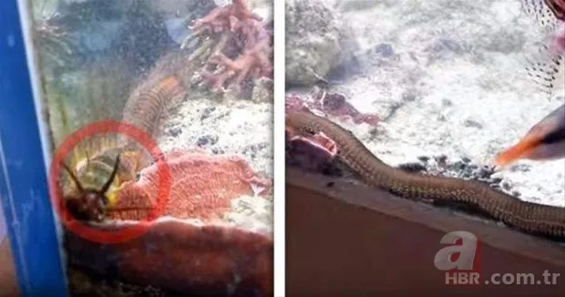 Hayvanlar dünyasından inanılmaz anlar 9