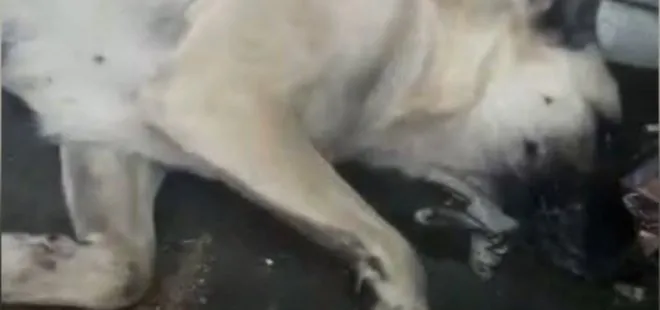 Hayvanları koruma gününde CHP’den skandal hareket! Köpekleri zehirli iğneyle öldürüp...