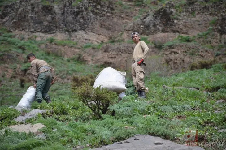 Terörden temizlenen Şırnak dağlarında huzur! Endemik bitkileri toplamak için dağlarda kamp kuruyorlar
