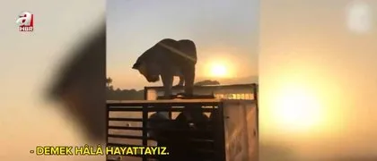 Vahşi doğada korku dolu anlar! Roller değişti