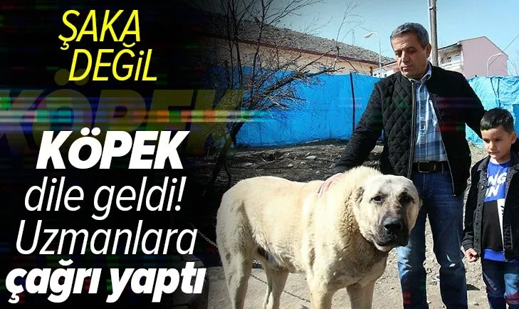 Erzurum'da köpek dile geldi: Benim adım Ejder
