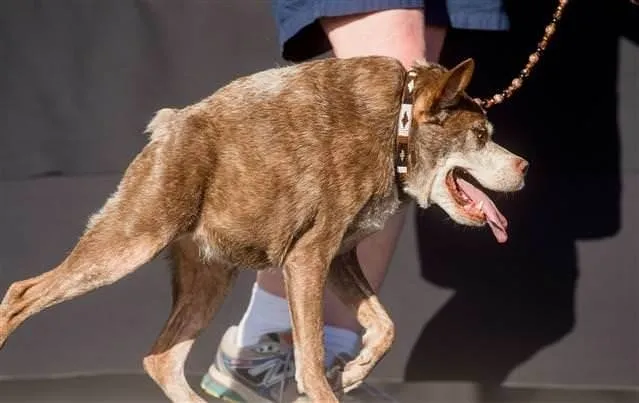 Bu yılın ’en çirkin köpeği’ Quasi Modo