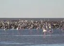 Tuz Gölü’nün misafirleri: Yumurtadan çıktılar