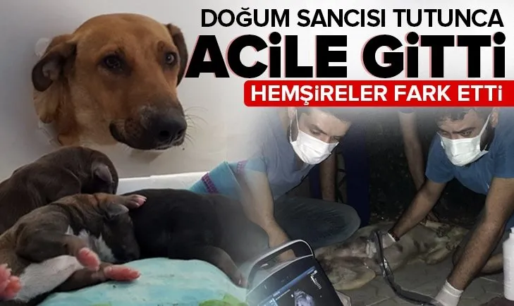 Dogum Sancisi Tutan Kopek Hastaneye Gitti