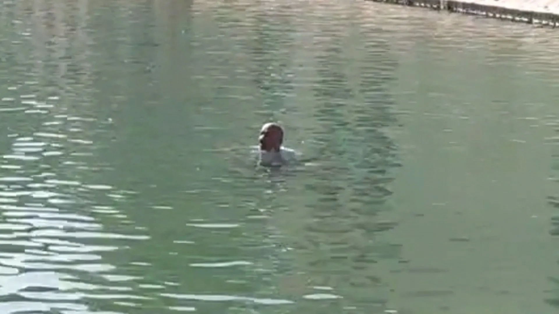 Balıklıgöl'de şaşkına çeviren olay! Balıkların arasına daldı