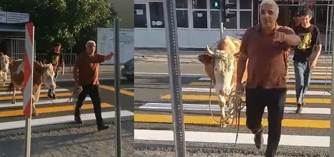 Trafikte şaşkına çeviren anlar! İnekler yay geçidini kullandı sahibi "mecbur dedi