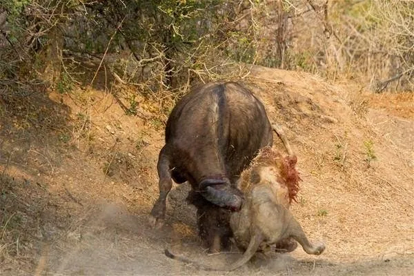 Sırtlanların arasında tek başına kalan aslanın mucize kurtuluşu! Son anda öyle şeyler oldu ki...