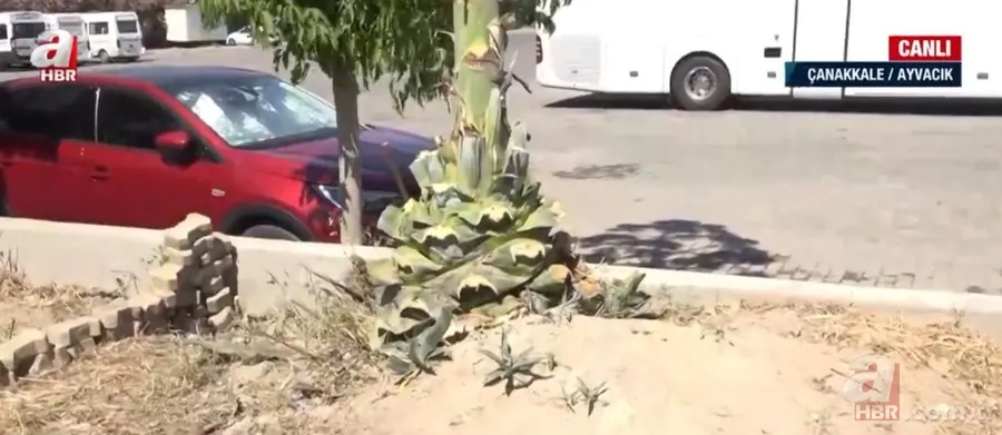 Agave Americana çiçeği Çanakkale Ayvacık'ta bulundu 3