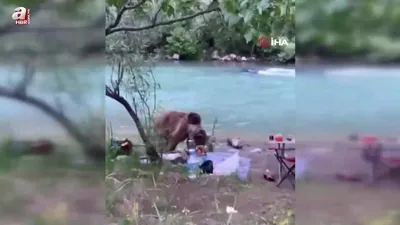 Ayı ailesi piknik sofrasına konuk oldu